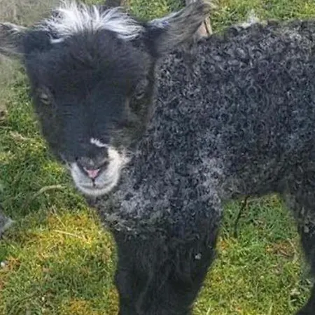 Lille Grynborg * Blommenslyst