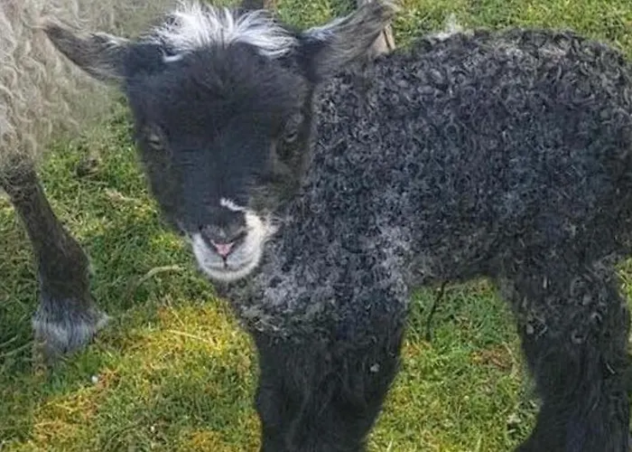 Lille Grynborg * Blommenslyst