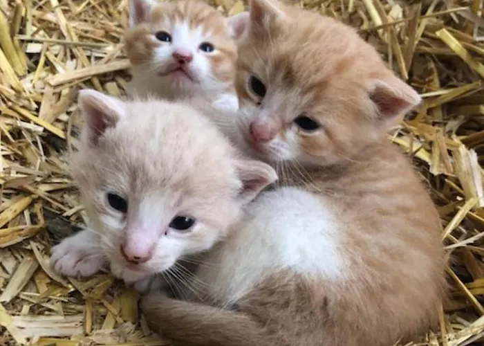 Feriegård Lille Grynborg